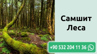 самшит леса